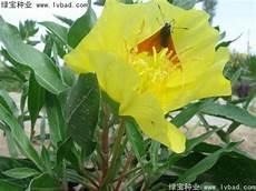 夜来香种多久才开花