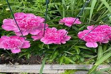 芍药将离